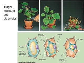 Turgor
pressure
and
plasmolysis
 