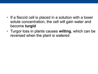 • If a flaccid cell is placed in a solution with a lower
  solute concentration, the cell will gain water and
  become turgid
• Turgor loss in plants causes wilting, which can be
  reversed when the plant is watered
 