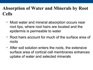 Absorption of Water and Minerals by Root
Cells
 • Most water and mineral absorption occurs near
   root tips, where root hairs are located and the
   epidermis is permeable to water
 • Root hairs account for much of the surface area of
   roots
 • After soil solution enters the roots, the extensive
   surface area of cortical cell membranes enhances
   uptake of water and selected minerals
 