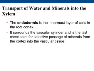 Transport of Water and Minerals into the
Xylem
  • The endodermis is the innermost layer of cells in
    the root cortex
  • It surrounds the vascular cylinder and is the last
    checkpoint for selective passage of minerals from
    the cortex into the vascular tissue
 