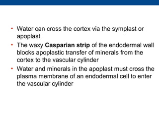 • Water can cross the cortex via the symplast or
  apoplast
• The waxy Casparian strip of the endodermal wall
  blocks apoplastic transfer of minerals from the
  cortex to the vascular cylinder
• Water and minerals in the apoplast must cross the
  plasma membrane of an endodermal cell to enter
  the vascular cylinder
 