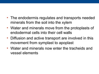 • The endodermis regulates and transports needed
  minerals from the soil into the xylem
• Water and minerals move from the protoplasts of
  endodermal cells into their cell walls
• Diffusion and active transport are involved in this
  movement from symplast to apoplast
• Water and minerals now enter the tracheids and
  vessel elements
 