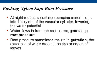 Pushing Xylem Sap: Root Pressure
 • At night root cells continue pumping mineral ions
   into the xylem of the vascular cylinder, lowering
   the water potential
 • Water flows in from the root cortex, generating
   root pressure
 • Root pressure sometimes results in guttation, the
   exudation of water droplets on tips or edges of
   leaves
 
