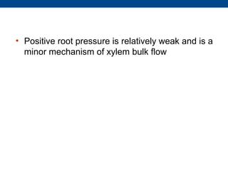 • Positive root pressure is relatively weak and is a
  minor mechanism of xylem bulk flow
 