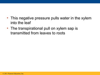 • This negative pressure pulls water in the xylem
       into the leaf
     • The transpirational pull on xylem sap is
       transmitted from leaves to roots




© 2011 Pearson Education, Inc.
 