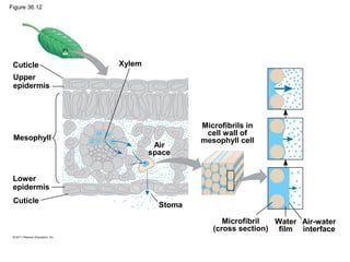 Figure 36.12




 Cuticle       Xylem
 Upper
 epidermis




                                 Microfibrils in
                                  cell wall of
 Mesophyll                       mesophyll cell
                        Air
                       space


 Lower
 epidermis
 Cuticle
                         Stoma

                                       Microfibril  Water Air-water
                                    (cross section) film interface
 