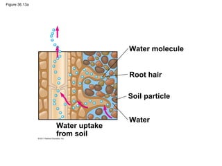 Figure 36.13a




                               Water molecule


                               Root hair

                               Soil particle


                               Water
                Water uptake
                from soil
 