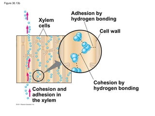 Figure 36.13b



                               Adhesion by
                  Xylem        hydrogen bonding
                  cells
                                         Cell wall




                                      Cohesion by
                Cohesion and          hydrogen bonding
                adhesion in
                the xylem
 