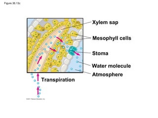Figure 36.13c




                                Xylem sap


                                Mesophyll cells

                                Stoma

                                Water molecule
                                Atmosphere
                Transpiration
 