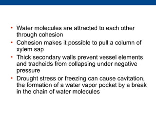 • Water molecules are attracted to each other
  through cohesion
• Cohesion makes it possible to pull a column of
  xylem sap
• Thick secondary walls prevent vessel elements
  and tracheids from collapsing under negative
  pressure
• Drought stress or freezing can cause cavitation,
  the formation of a water vapor pocket by a break
  in the chain of water molecules
 
