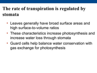 The rate of transpiration is regulated by
stomata
  • Leaves generally have broad surface areas and
    high surface-to-volume ratios
  • These characteristics increase photosynthesis and
    increase water loss through stomata
  • Guard cells help balance water conservation with
    gas exchange for photosynthesis
 