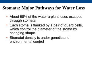 Stomata: Major Pathways for Water Loss
 • About 95% of the water a plant loses escapes
   through stomata
 • Each stoma is flanked by a pair of guard cells,
   which control the diameter of the stoma by
   changing shape
 • Stomatal density is under genetic and
   environmental control
 