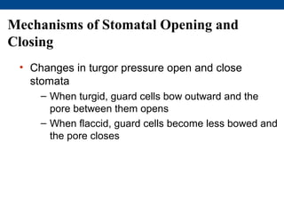Mechanisms of Stomatal Opening and
Closing
 • Changes in turgor pressure open and close
   stomata
     – When turgid, guard cells bow outward and the
       pore between them opens
     – When flaccid, guard cells become less bowed and
       the pore closes
 