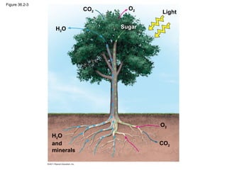 Figure 36.2-3
                           CO2     O2
                                         Light

                 H2O             Sugar




                                         O2
                H2O
                and                      CO2
                minerals
 