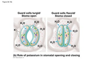 Figure 36.15b




                     Guard cells turgid/      Guard cells flaccid/
                       Stoma open               Stoma closed

                                  H2O            H2O       H2O
                       H 2O

                K+                      H2O
                                                                 H2O



                                              H2O
                 H2O                 H2O                      H2O


                (b) Role of potassium in stomatal opening and closing
 