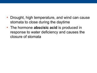 • Drought, high temperature, and wind can cause
  stomata to close during the daytime
• The hormone abscisic acid is produced in
  response to water deficiency and causes the
  closure of stomata
 