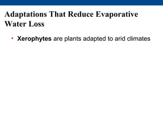 Adaptations That Reduce Evaporative
Water Loss
 • Xerophytes are plants adapted to arid climates
 