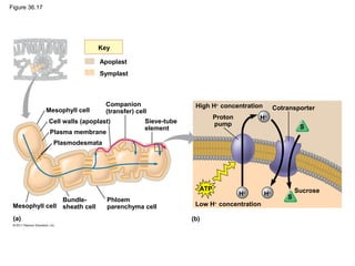 Figure 36.17




                                Key

                                Apoplast
                                Symplast



                                  Companion                   High H+ concentration
               Mesophyll cell                                                              Cotransporter
                                  (transfer) cell
                                                                     Proton        H+
               Cell walls (apoplast)            Sieve-tube           pump
                                                element                                             S
                Plasma membrane
                 Plasmodesmata




                                                               ATP                                 Sucrose
                                                                              H+      H+
                Bundle-           Phloem                                                       S
 Mesophyll cell sheath cell       parenchyma cell             Low H+ concentration

 (a)                                                         (b)
 