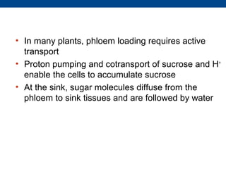 • In many plants, phloem loading requires active
  transport
• Proton pumping and cotransport of sucrose and H +
  enable the cells to accumulate sucrose
• At the sink, sugar molecules diffuse from the
  phloem to sink tissues and are followed by water
 