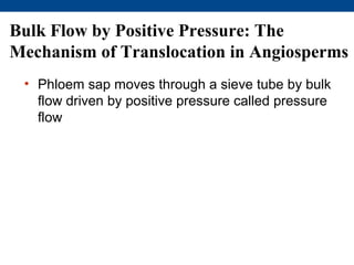 Bulk Flow by Positive Pressure: The
Mechanism of Translocation in Angiosperms
 • Phloem sap moves through a sieve tube by bulk
   flow driven by positive pressure called pressure
   flow
 
