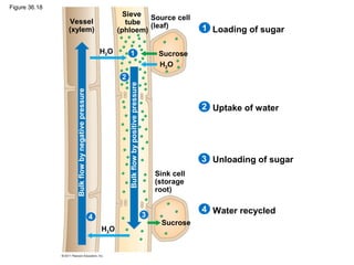Figure 36.18
                                                              Sieve Source cell
               Vessel                                          tube (leaf)
               (xylem)                                      (phloem)                                              1 Loading of sugar

                                                      H2O           1                                  Sucrose
                                                                                                       H2O
                                                             2




                                                                 Bulk flow by positive pressure
                 Bulk flow by negative pressure


                                                                                                                  2 Uptake of water




                                                                                                                  3 Unloading of sugar
                                                                                                      Sink cell
                                                                                                      (storage
                                                                                                      root)

                                                                                                                  4 Water recycled
                                                  4                                               3
                                                                                                       Sucrose
                                                      H2O
 