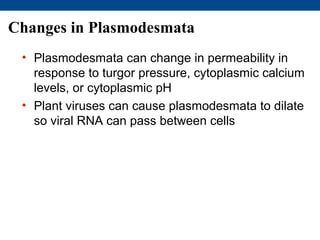 Changes in Plasmodesmata
 • Plasmodesmata can change in permeability in
   response to turgor pressure, cytoplasmic calcium
   levels, or cytoplasmic pH
 • Plant viruses can cause plasmodesmata to dilate
   so viral RNA can pass between cells
 