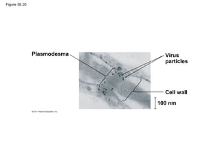 Figure 36.20




               Plasmodesma     Virus
                               particles




                               Cell wall
                             100 nm
 