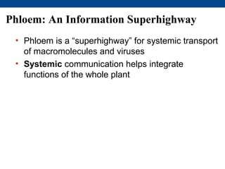 Phloem: An Information Superhighway
 • Phloem is a “superhighway” for systemic transport
   of macromolecules and viruses
 • Systemic communication helps integrate
   functions of the whole plant
 