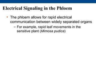 Electrical Signaling in the Phloem
 • The phloem allows for rapid electrical
   communication between widely separated organs
     – For example, rapid leaf movements in the
       sensitive plant (Mimosa pudica)
 