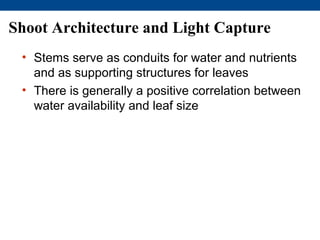 Shoot Architecture and Light Capture
 • Stems serve as conduits for water and nutrients
   and as supporting structures for leaves
 • There is generally a positive correlation between
   water availability and leaf size
 