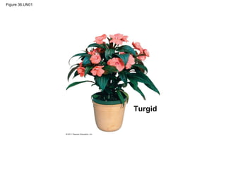 Figure 36.UN01




                 Turgid
 