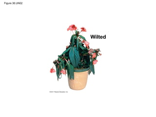 Figure 36.UN02




                 Wilted
 