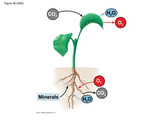 Figure 36.UN03



                    CO2                 H2O
                                              O2




                                  O2

                                  CO2
                 Minerals   H2O
 