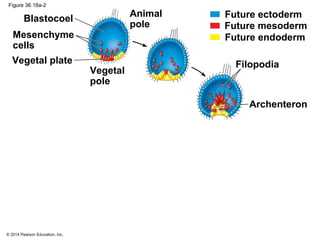 © 2014 Pearson Education, Inc.
Figure 36.18a-2
Mesenchyme
cells
Vegetal plate
Blastocoel
Vegetal
pole
Animal
pole
Filopodia
Archenteron
Future ectoderm
Future endoderm
Future mesoderm
 