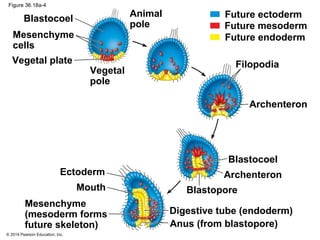 © 2014 Pearson Education, Inc.
Figure 36.18a-4
Mesenchyme
cells
Vegetal plate
Blastocoel
Blastocoel
Blastopore
Vegetal
pole
Animal
pole
Filopodia
Archenteron
ArchenteronEctoderm
Mouth
Digestive tube (endoderm)
Anus (from blastopore)
Future ectoderm
Future endoderm
Future mesoderm
Mesenchyme
(mesoderm forms
future skeleton)
 