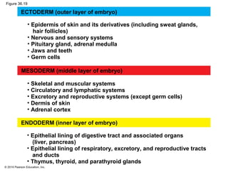 © 2014 Pearson Education, Inc.
Figure 36.19
ECTODERM (outer layer of embryo)
ENDODERM (inner layer of embryo)
MESODERM (middle layer of embryo)
• Epithelial lining of digestive tract and associated organs
(liver, pancreas)
• Epithelial lining of respiratory, excretory, and reproductive tracts
and ducts
• Thymus, thyroid, and parathyroid glands
• Skeletal and muscular systems
• Circulatory and lymphatic systems
• Excretory and reproductive systems (except germ cells)
• Dermis of skin
• Adrenal cortex
• Epidermis of skin and its derivatives (including sweat glands,
hair follicles)
• Nervous and sensory systems
• Pituitary gland, adrenal medulla
• Jaws and teeth
• Germ cells
 