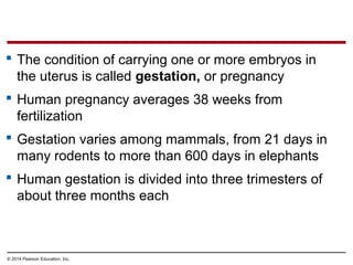 © 2014 Pearson Education, Inc.
 The condition of carrying one or more embryos in
the uterus is called gestation, or pregnancy
 Human pregnancy averages 38 weeks from
fertilization
 Gestation varies among mammals, from 21 days in
many rodents to more than 600 days in elephants
 Human gestation is divided into three trimesters of
about three months each
 