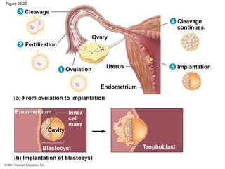 © 2014 Pearson Education, Inc.
Figure 36.20
Cleavage
Fertilization
Ovulation
Ovary
Uterus
Endometrium
Implantation
Cleavage
continues.
TrophoblastBlastocyst
Endometrium Inner
cell
mass
(a) From ovulation to implantation
(b) Implantation of blastocyst
1
2
3
4
5
Cavity
 