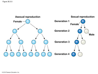 © 2014 Pearson Education, Inc.
Figure 36.3-3
Asexual reproduction
Female
Female
Male
Sexual reproduction
Generation 1
Generation 2
Generation 3
Generation 4
 
