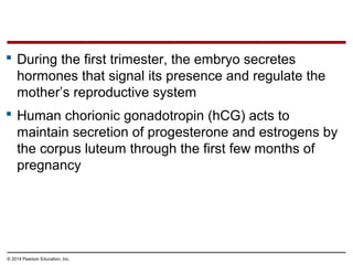 © 2014 Pearson Education, Inc.
 During the first trimester, the embryo secretes
hormones that signal its presence and regulate the
mother’s reproductive system
 Human chorionic gonadotropin (hCG) acts to
maintain secretion of progesterone and estrogens by
the corpus luteum through the first few months of
pregnancy
 