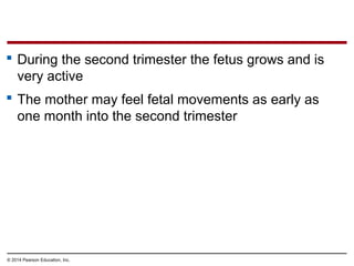 © 2014 Pearson Education, Inc.
 During the second trimester the fetus grows and is
very active
 The mother may feel fetal movements as early as
one month into the second trimester
 
