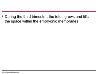 © 2014 Pearson Education, Inc.
 During the third trimester, the fetus grows and fills
the space within the embryonic membranes
 