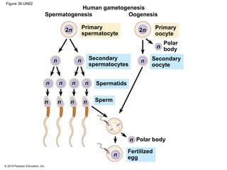 © 2014 Pearson Education, Inc.
Figure 36.UN02
Fertilized
egg
Polar body
Secondary
oocyte
Secondary
spermatocytes
Primary
oocyte
Primary
spermatocyte
Polar
body
Sperm
Spermatids
Spermatogenesis Oogenesis
Human gametogenesis
2n 2n
n
n
n
n
n n
n n n n
n n n n
 