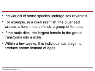 © 2014 Pearson Education, Inc.
 Individuals of some species undergo sex reversals
 For example, in a coral reef fish, the bluehead
wrasse, a lone male defends a group of females
 If the male dies, the largest female in the group
transforms into a male
 Within a few weeks, this individual can begin to
produce sperm instead of eggs
 