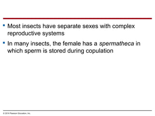 © 2014 Pearson Education, Inc.
 Most insects have separate sexes with complex
reproductive systems
 In many insects, the female has a spermatheca in
which sperm is stored during copulation
 