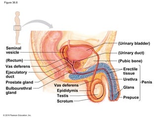 © 2014 Pearson Education, Inc.
Figure 36.8
Seminal
vesicle
(Rectum)
Ejaculatory
duct
Bulbourethral
gland
Erectile
tissue
Vas deferens
Prostate gland
Epididymis
Scrotum
Vas deferens
Testis Prepuce
Penis
Glans
Urethra
(Pubic bone)
(Urinary duct)
(Urinary bladder)
 