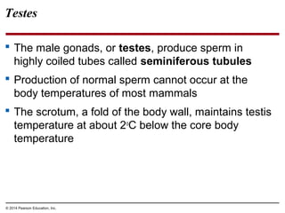 © 2014 Pearson Education, Inc.
Testes
 The male gonads, or testes, produce sperm in
highly coiled tubes called seminiferous tubules
 Production of normal sperm cannot occur at the
body temperatures of most mammals
 The scrotum, a fold of the body wall, maintains testis
temperature at about 2o
C below the core body
temperature
 