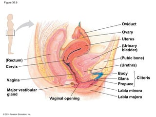 © 2014 Pearson Education, Inc.
Figure 36.9
Oviduct
(Rectum)
Cervix
Major vestibular
gland
Vagina
Vaginal opening
Ovary
Uterus
(Urinary
bladder)
(Pubic bone)
(Urethra)
Body
ClitorisGlans
Prepuce
Labia minora
Labia majora
 