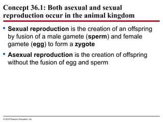 © 2014 Pearson Education, Inc.
Concept 36.1: Both asexual and sexual
reproduction occur in the animal kingdom
 Sexual reproduction is the creation of an offspring
by fusion of a male gamete (sperm) and female
gamete (egg) to form a zygote
 Asexual reproduction is the creation of offspring
without the fusion of egg and sperm
 
