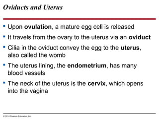 © 2014 Pearson Education, Inc.
Oviducts and Uterus
 Upon ovulation, a mature egg cell is released
 It travels from the ovary to the uterus via an oviduct
 Cilia in the oviduct convey the egg to the uterus,
also called the womb
 The uterus lining, the endometrium, has many
blood vessels
 The neck of the uterus is the cervix, which opens
into the vagina
 